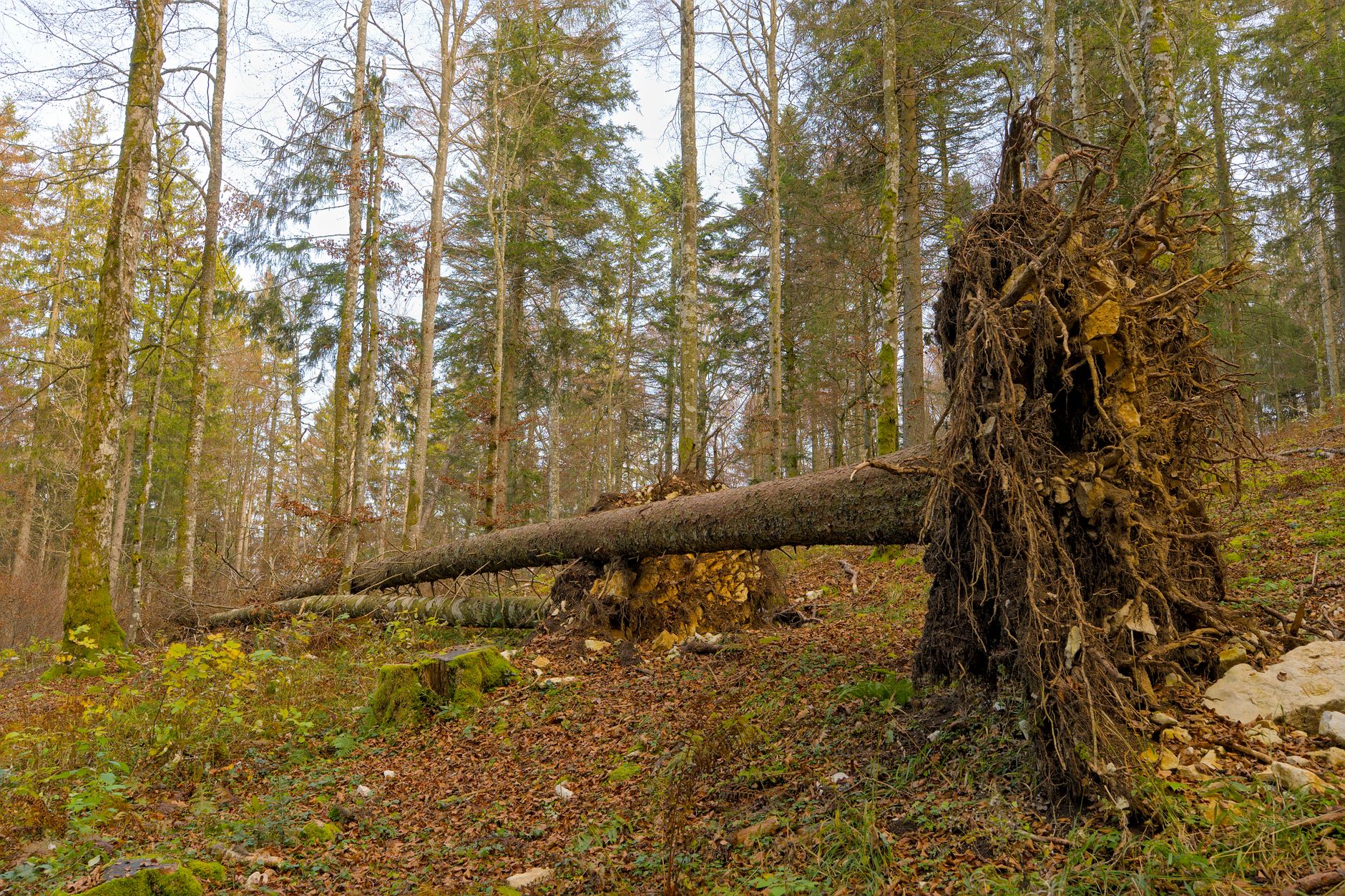 Enlèvement arbre urgence à Cherbourg-en-Cotentin